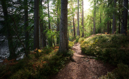 Woman walking through forest with sunflare