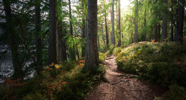Woman walking through forest with sunflare